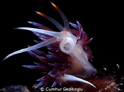 Cratena peregrina by Cumhur Gedikoglu 